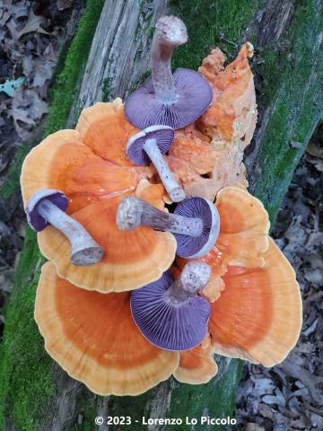 Mushroom with orange and purple hues and text reading "© 2023 - Lorenzo Lo Piccolo"