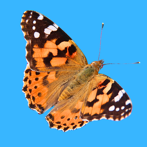 Painted Lady Butterfly