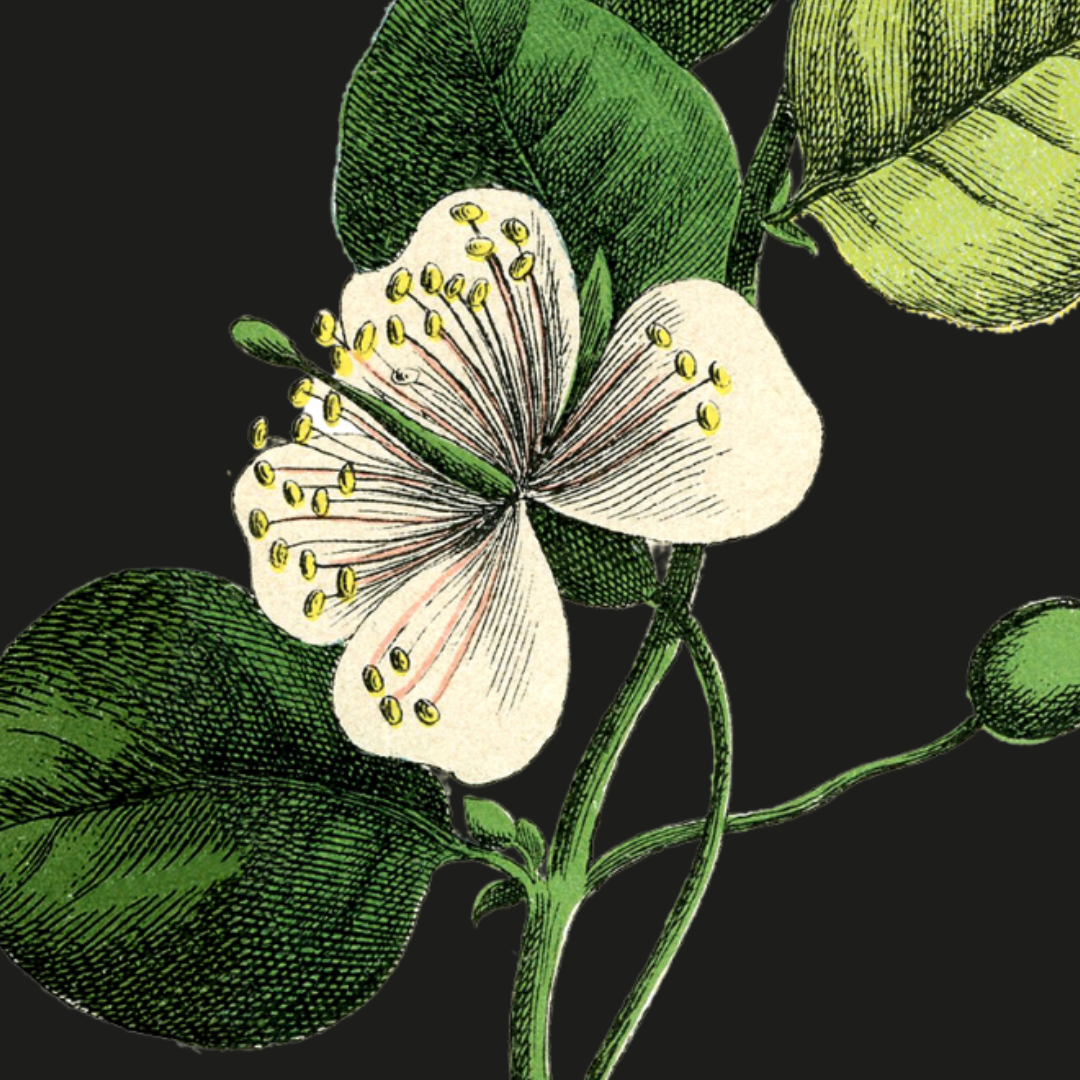 Illustration of a white flower and green leaves